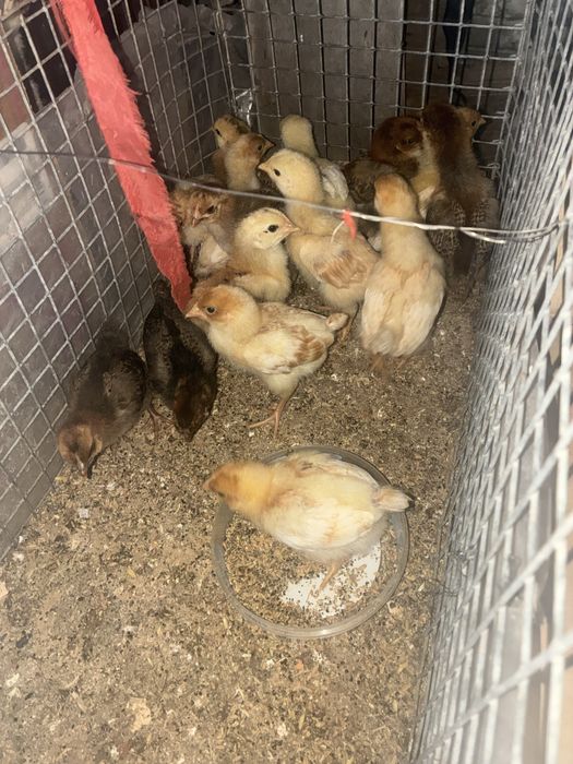 Продам домашних цыплят