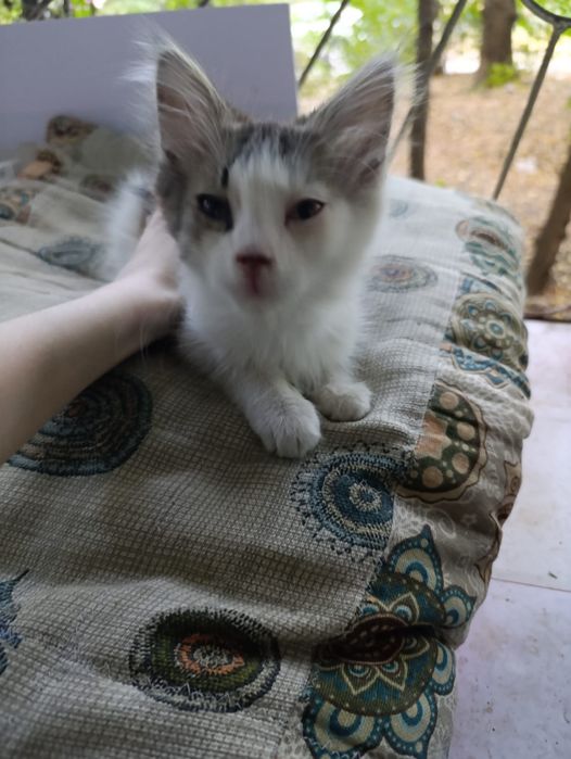 Котята в добрые руки пацаны