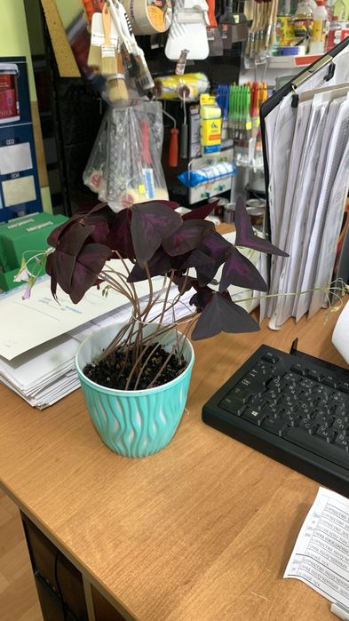 Продается Кислица треугольная Комнатное растение