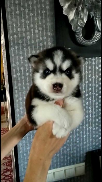 Месячные голубоглазые мальчики хаски