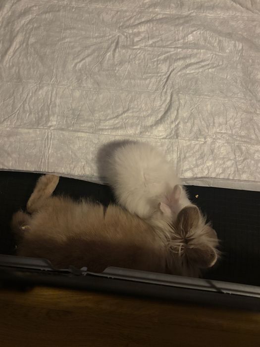 iepure pitic de companie