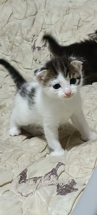 отдам котят в добрые руки
