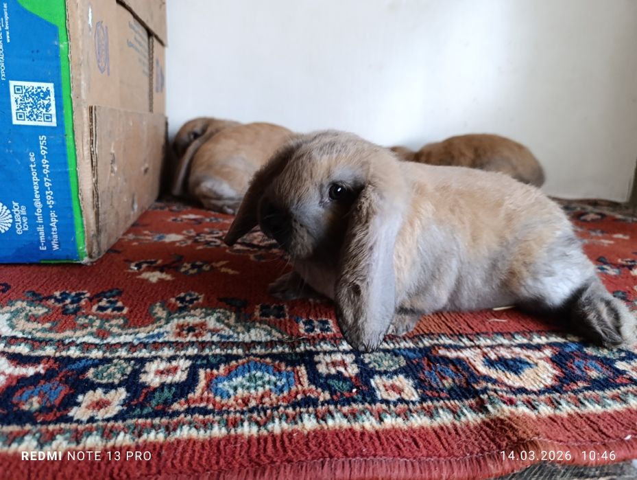 Продам кроликов французский баран