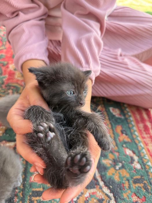Маленькие котята в добрые руки