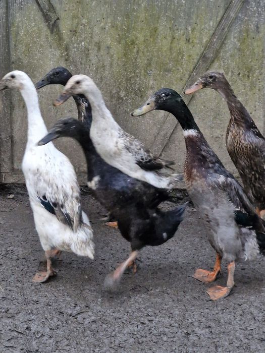 Rațe indiene  de vânzare