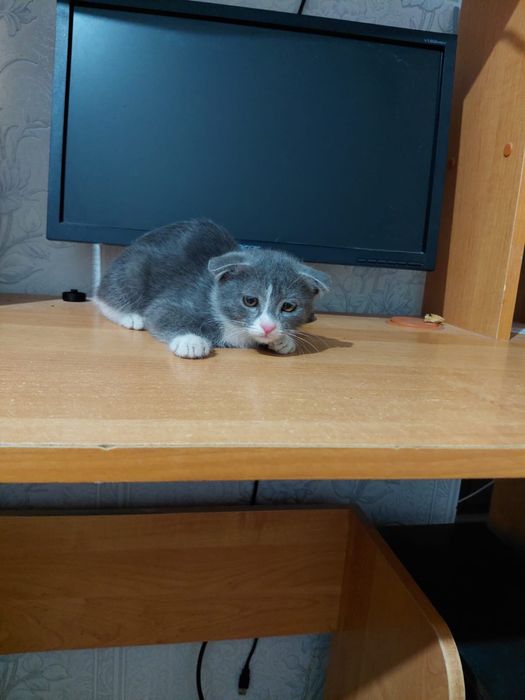 Шотландская вислоухая котята