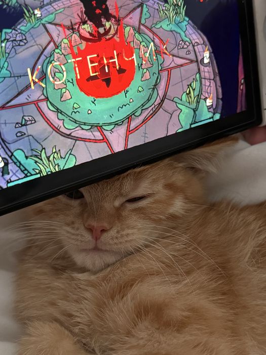 Шотландский котик Лео