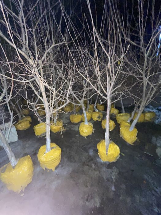 Яблони 5 летки местные