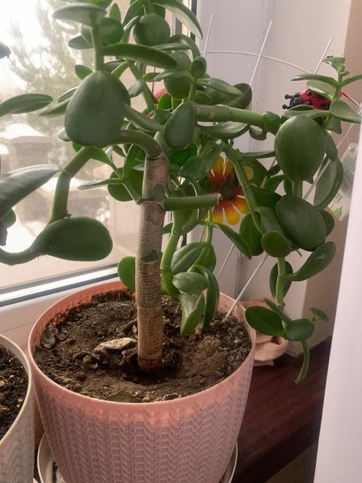 Цветы подарок на Праздник