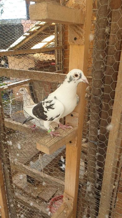 Ocazie! Vand 4 femele voiajor sport, sanatoase, ingrijite!