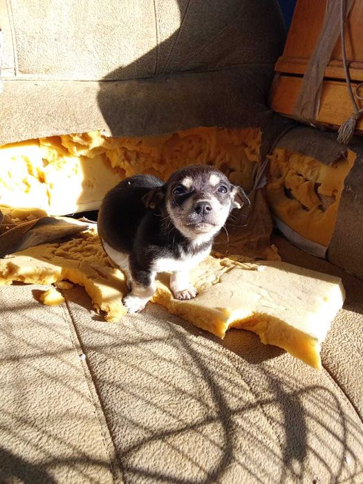 Отдам щенков срочно, девочки