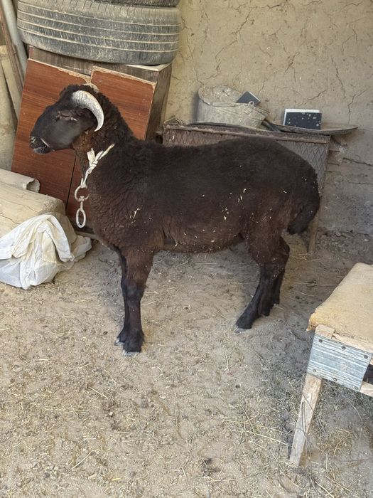 Qo’y arabi sotiladi