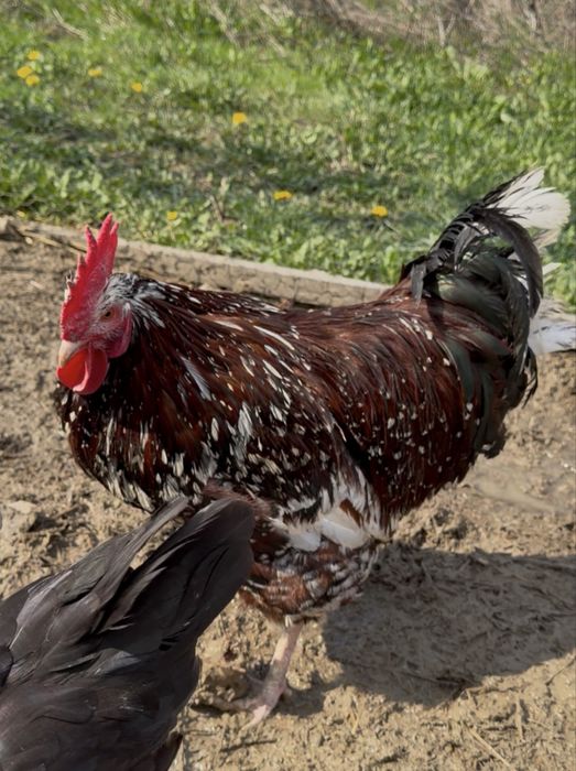 Pereche Sussex Porțelan gaina si cocosi  schimb