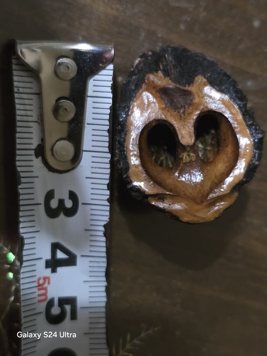 Естествени материали за декорация