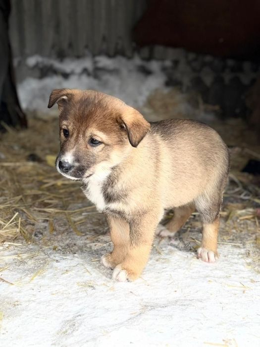 Отдам щенка в добрые руки