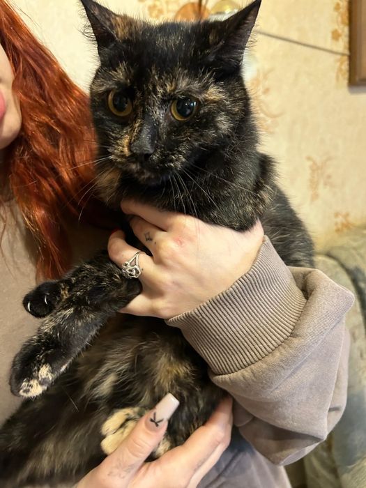 Ищем дом для котиков и кошечек