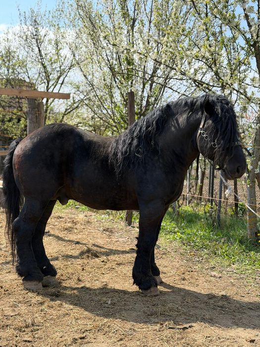 Armăsar de vânzare