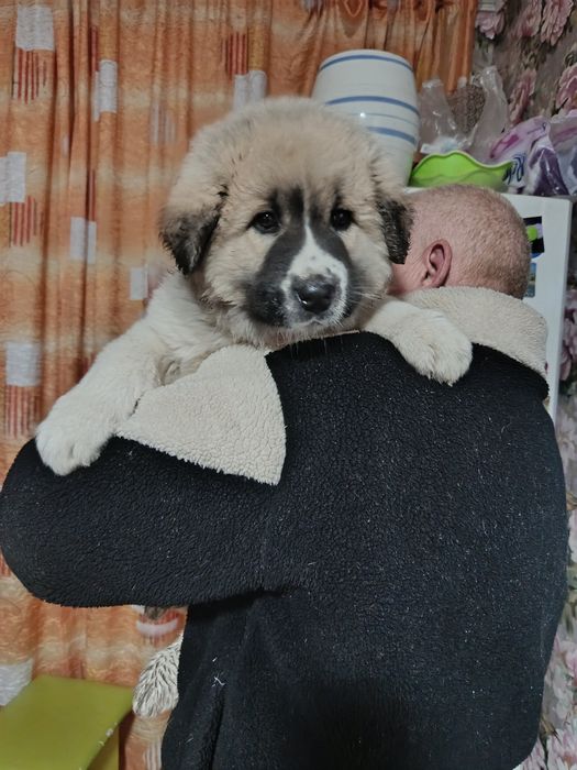 Продам щенка кавказской овчарки!