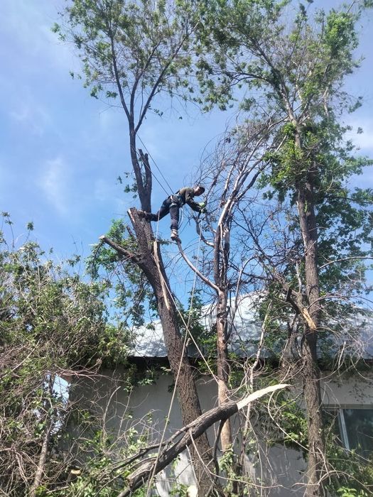Спил деревьев обрезка плодовых