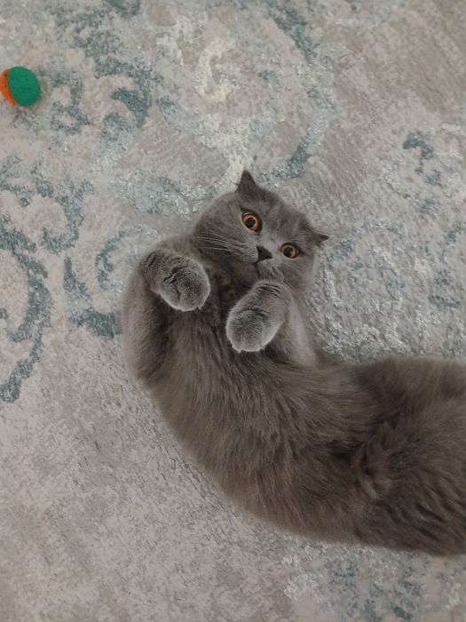 Отдам кошку в добрые руки