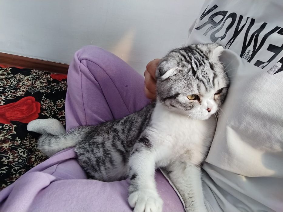Вислаухая кот продается