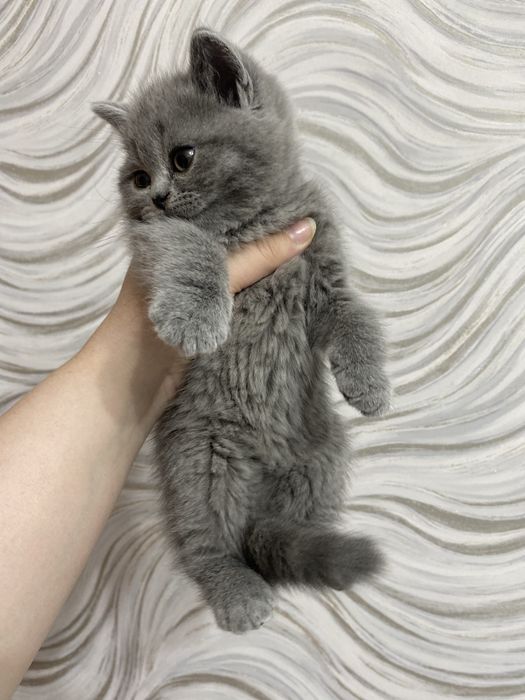 Котята британцы голубого окраса