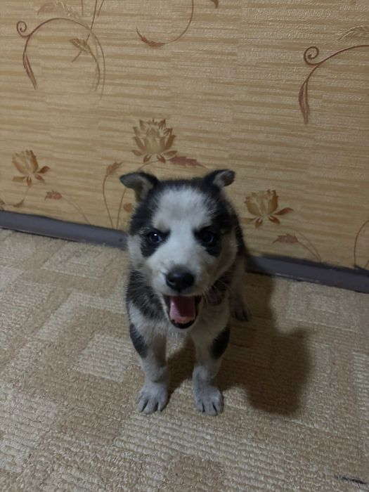 Щеночек хаски девочка