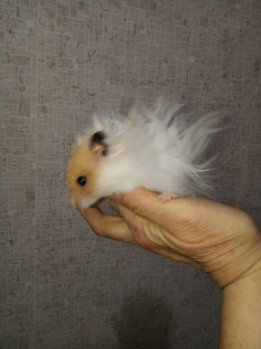Хомячки ангорские