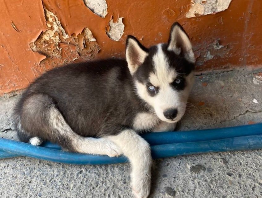 Продаётся собака (хаски) Договорная