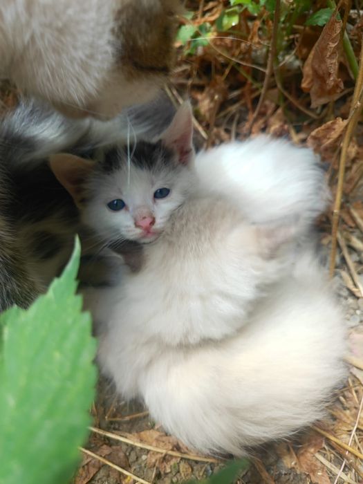 Отдам котят в хорошие руки.