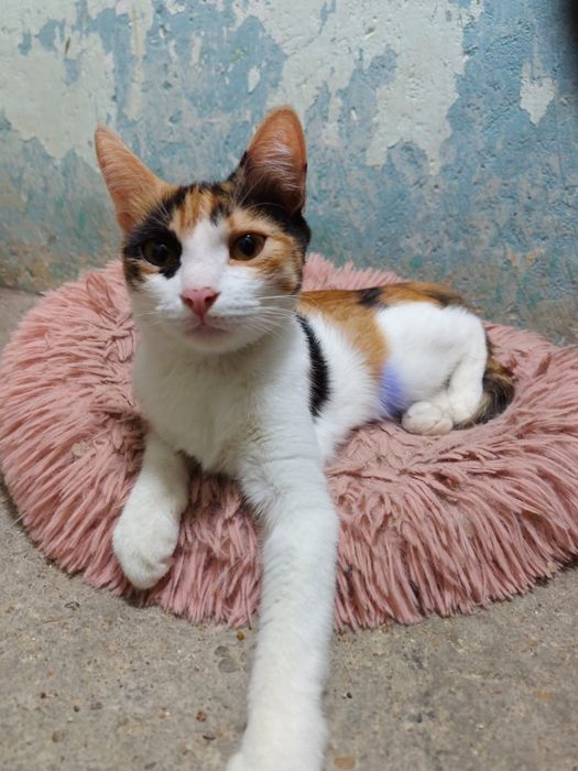 Отдам котенка в добрые руки