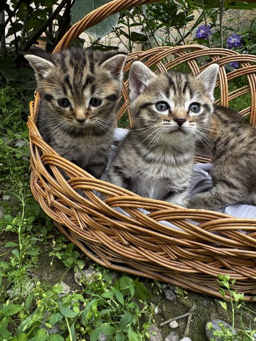 Вислоухие котята скотиш- страйт и скотиш-фолд