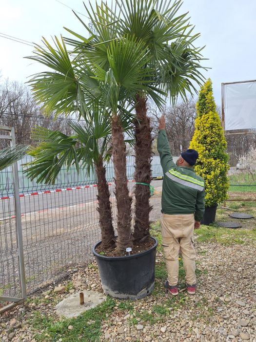 Vand palmieri de mai multe dimensiuni