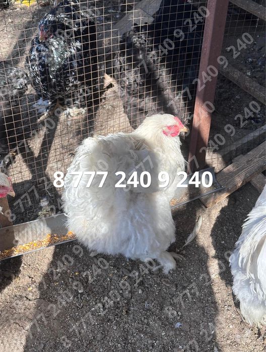 Кохинхин белый стандарт