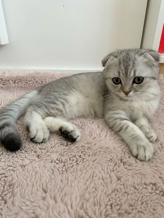 Котята скоттиш фолд