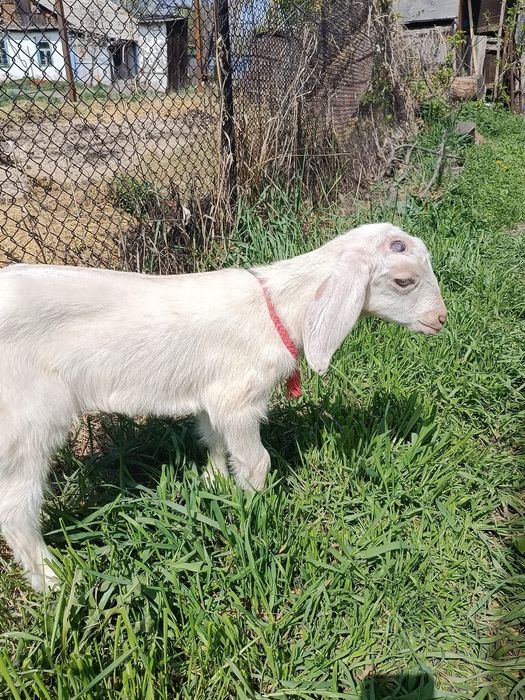 Продам козочку молочной породы.