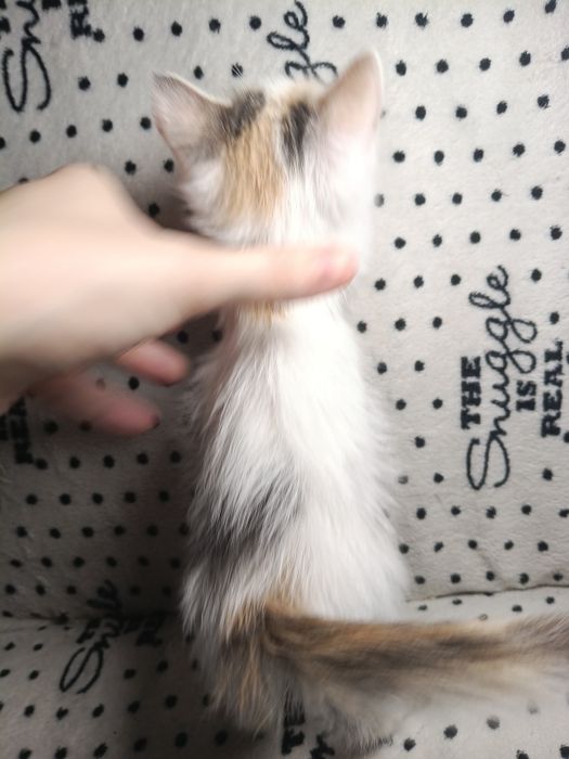 Отдадим котенка, найдёныш