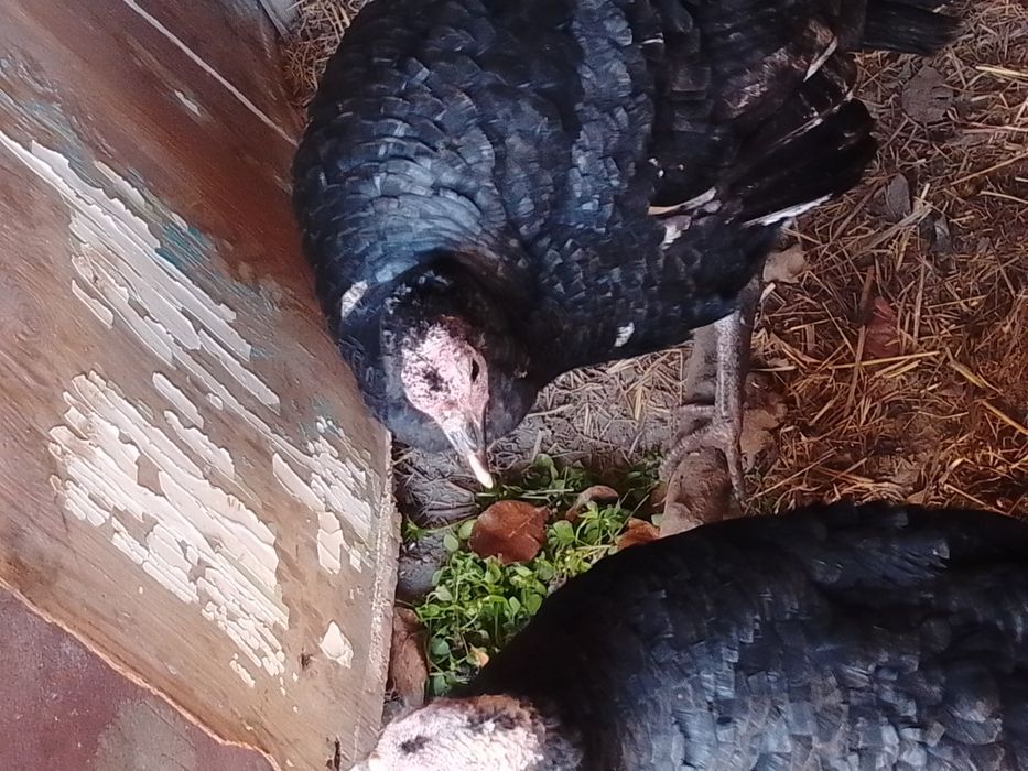 Moda kurkalar tezda sotiladi