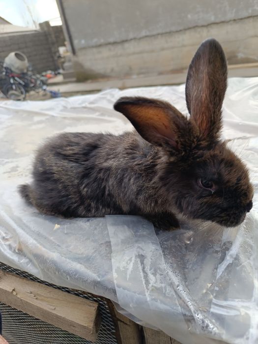 Продаётся крольчиха