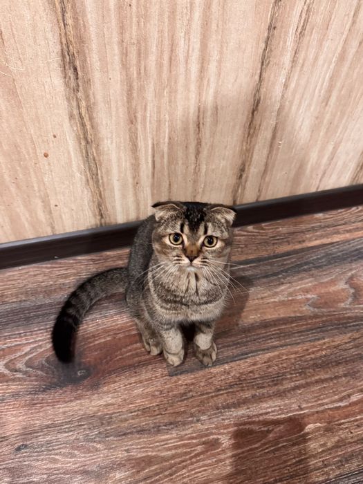 Кошечка  пристраивается