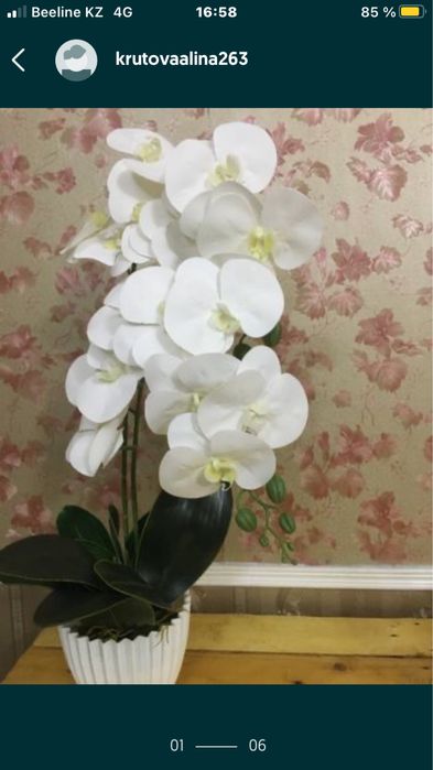 Архидея своими руками