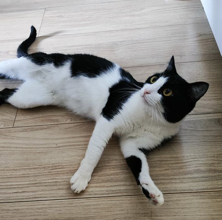 Отдам кота даром