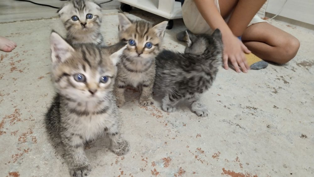 Отдадим котят в добрые руки