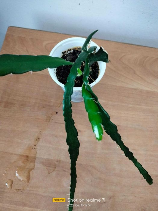 Эпифиллум Рыбья кость, крупные отростки.