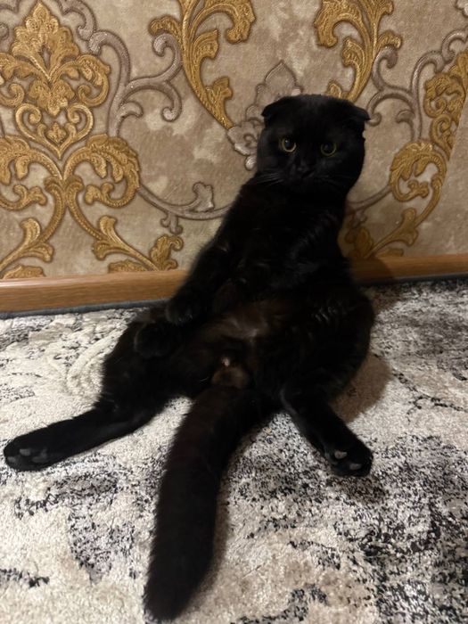 Вязкага мушу скоттиш фолд