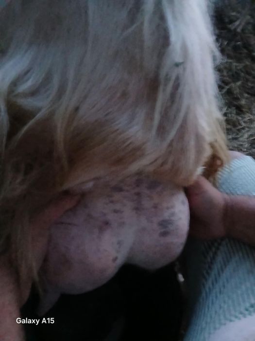 Capre de vânzare bune de lapte.  zane    alpina.   20 de bucăți  450