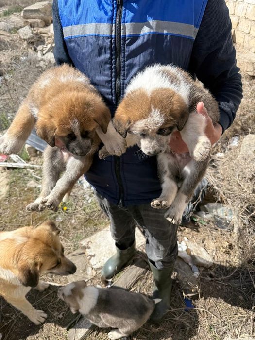 Отдам щенят в хорошие руки