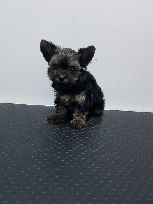 Продава  Пекинез, Мини шпиц, Йоркширски териер