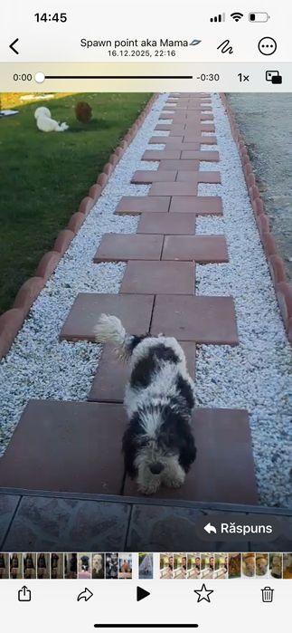 Puiut catel 5 saptamani