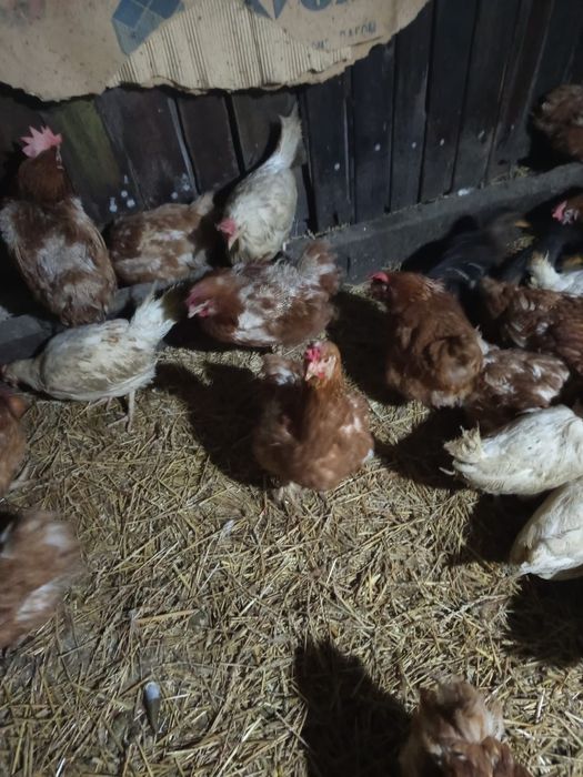 Легорны Ломан браун